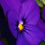 パンジーの写真